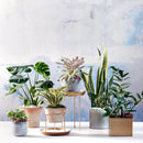 Metal Plant Stand - myhomestore.com.pk